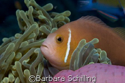 Maldivian Clown fish at home by Barbara Schilling 